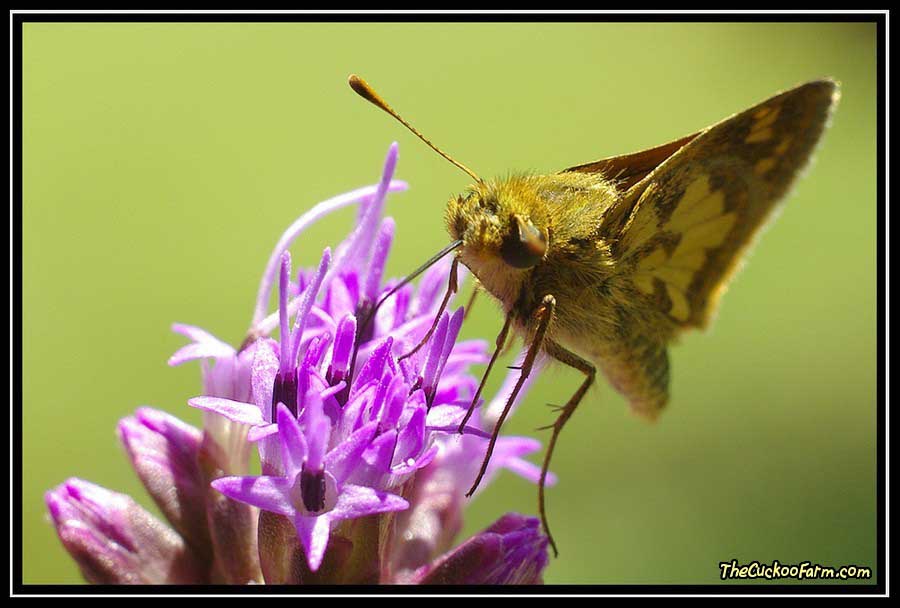 Test shot with Sigma 55mm YS Macro Lens